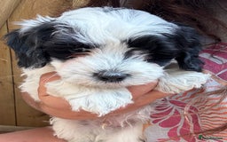 Maltipoo dogs for sale: 🌟 RARE COLOURED MALTIPOO PUPPIES 🌟 - Image 4