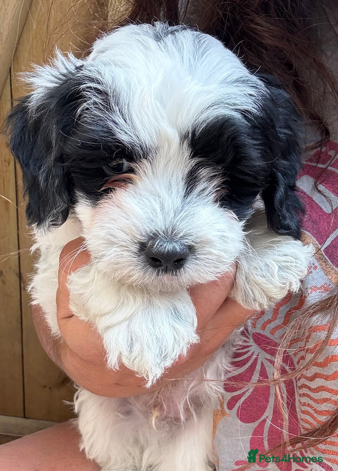 Maltipoo dogs for sale: 🌟 RARE COLOURED MALTIPOO PUPPIES 🌟 - Image 4
