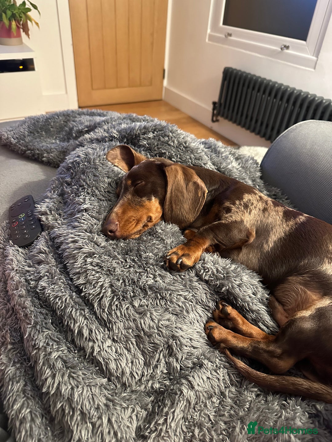 Miniature Dachshund dogs for sale: Otto  - Advert 6