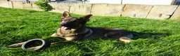 German Shepherd dogs for sale: Exceptional GSD Kc Czech working line  - Advert 13
