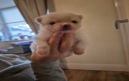 Pomeranian dogs for sale: Beautiful Pomeranian Puppies - Image 8