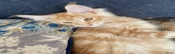 Maine Coon cats for sale: Beautiful Main Coon Kittens Ready - Advert 22