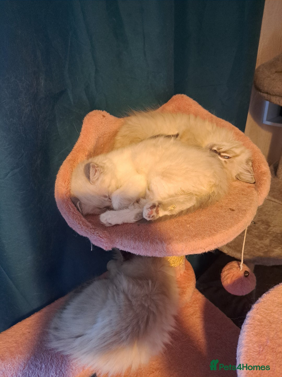 Mixed Breed cats for sale: Balineses x maine coon x Ragdoll  Kittens 💜 - Advert 7