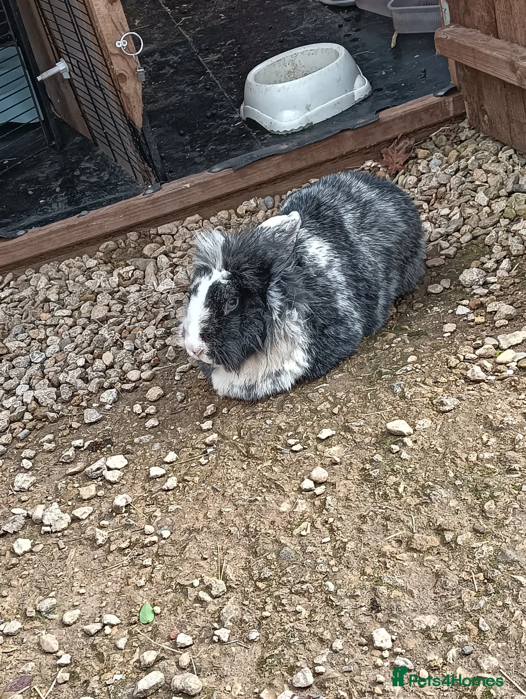 Lionhead rabbits for sale: Male Lionhead Rabbit | Neutered in Telford - Advert 2