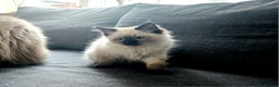 Ragdoll cats for sale: Ragdoll kitten purebred chocolate point LAST GIRL - Advert 6