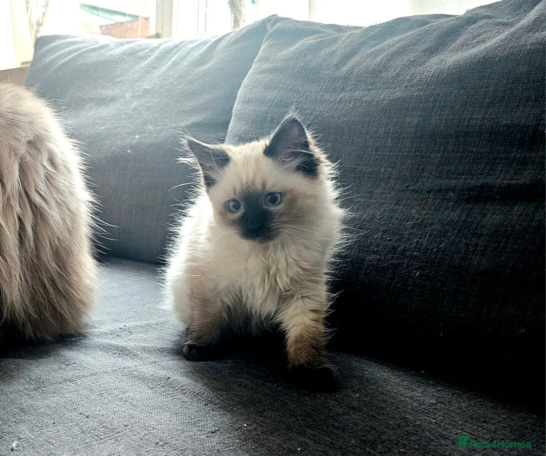 Ragdoll cats for sale: Ragdoll kitten purebred chocolate point LAST GIRL - Advert 6