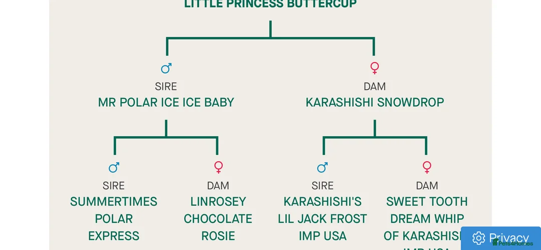 Shih Tzu dogs for stud: BAILEY. Choc dobie carries blue  - Advert 14