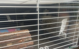 Guinea Pig rodents for sale: Two 2-Month-Old Guinea Pigs With Complete Setup  - Image 5