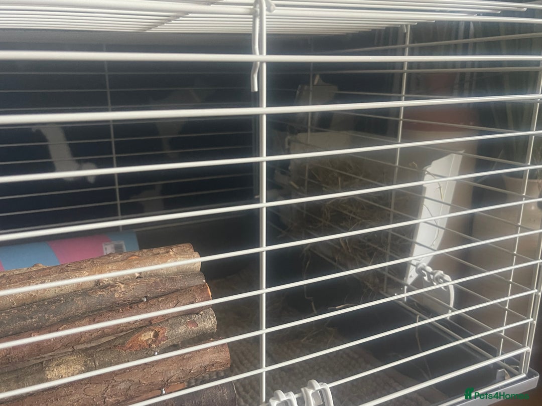 Guinea Pig rodents for sale: Two 2-Month-Old Guinea Pigs With Complete Setup  - Image 5