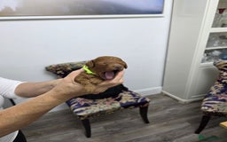 Toy Poodle dogs for sale: Our Beautiful Red little Girls for sale - Image 6