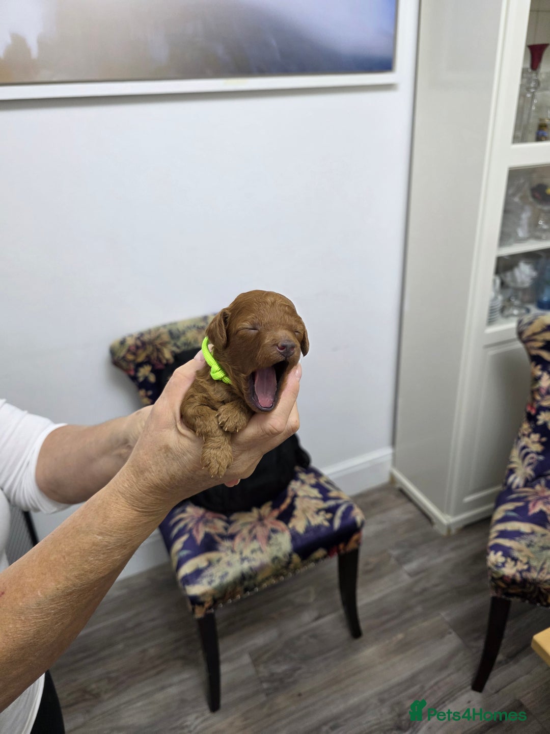 Toy Poodle dogs for sale: Our Beautiful Red little Girls for sale - Image 6
