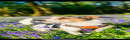 Jack Russell dogs for sale: Jack Russell  - Advert 3