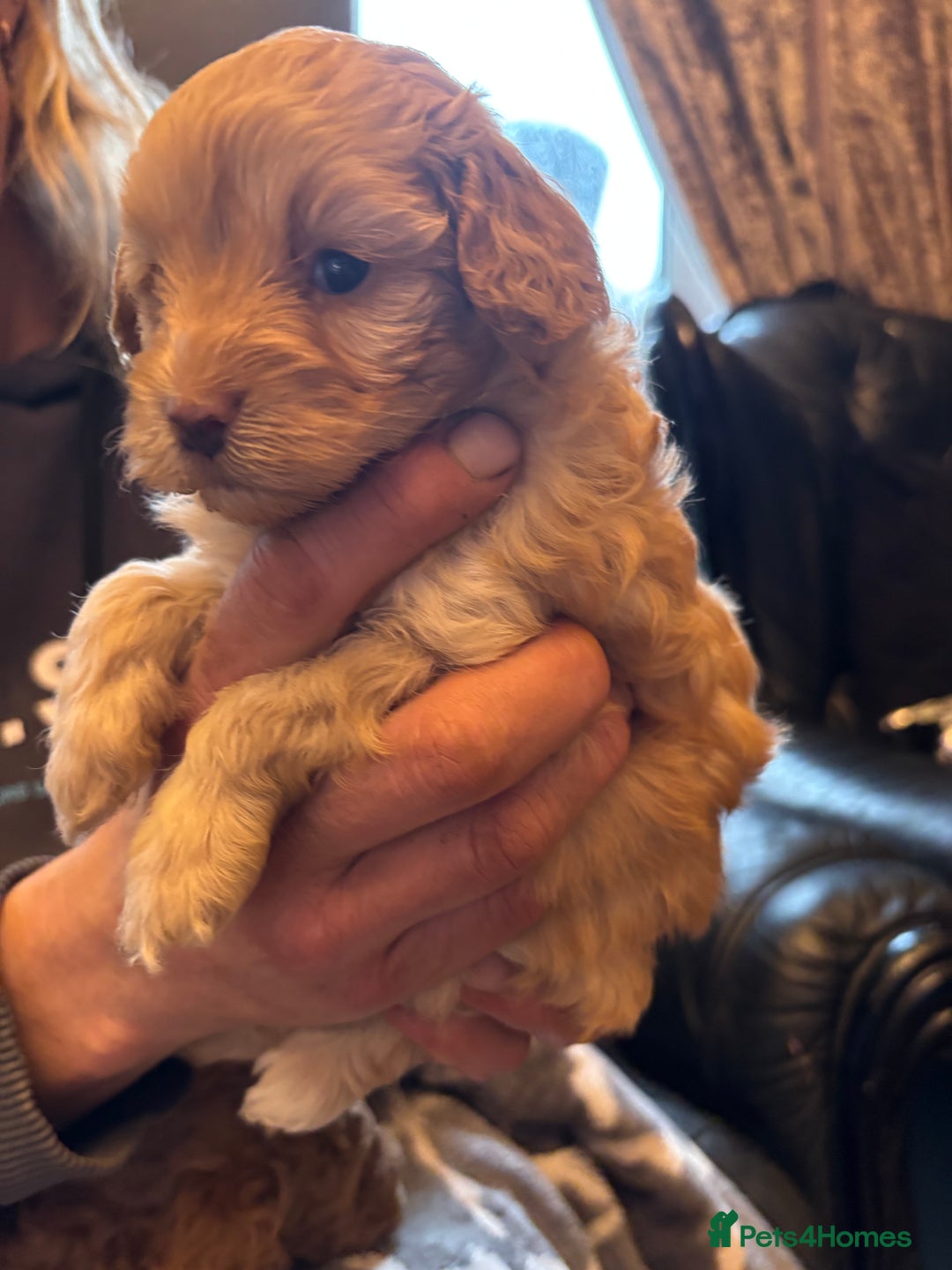 Cavapoo dogs for sale: Beautiful F1B cavapoo puppies - Advert 5
