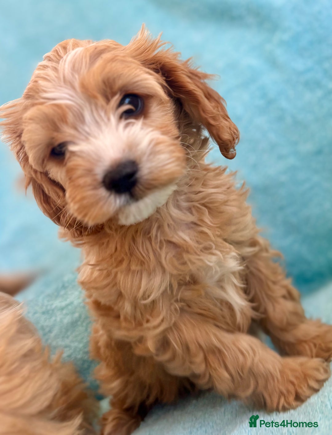 Cavapoo dogs for sale: Beautiful cavapoo puppies  - Image 11