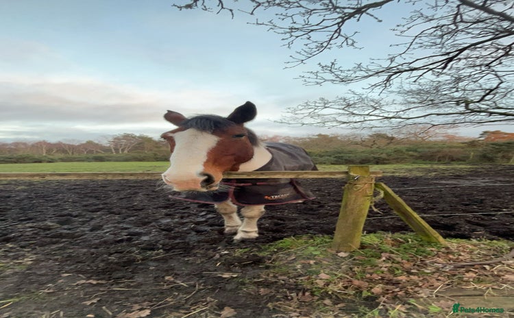 Irish Sports horses 🔆PROJECT HORSE SELLING FROM FIELD 🔆 - Advert 1