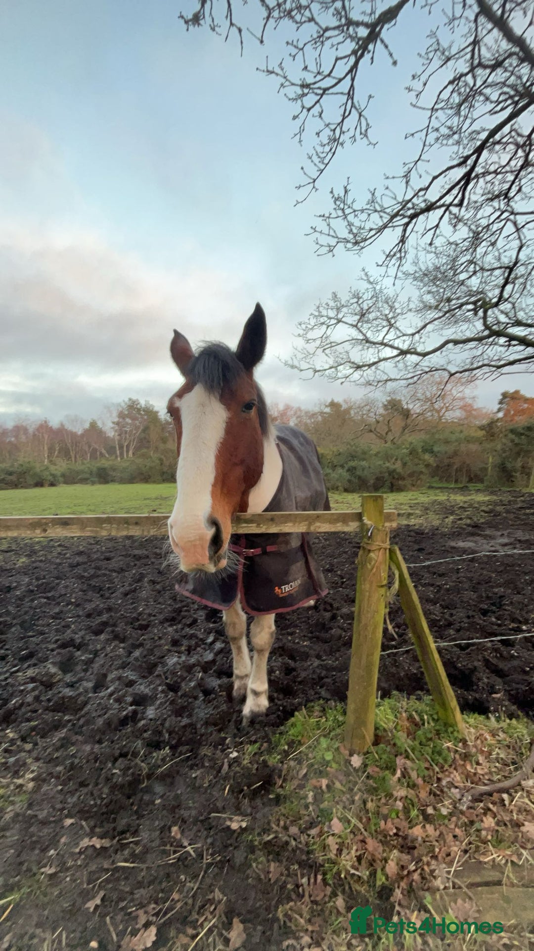 Irish Sports horses for sale: 🔆PROJECT HORSE SELLING FROM FIELD 🔆 - Image 5