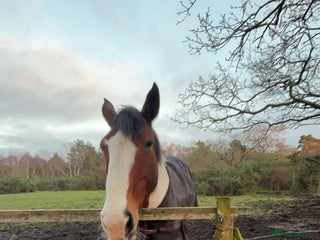 Irish Sports horses 🔆PROJECT HORSE SELLING FROM FIELD 🔆 - Advert 4