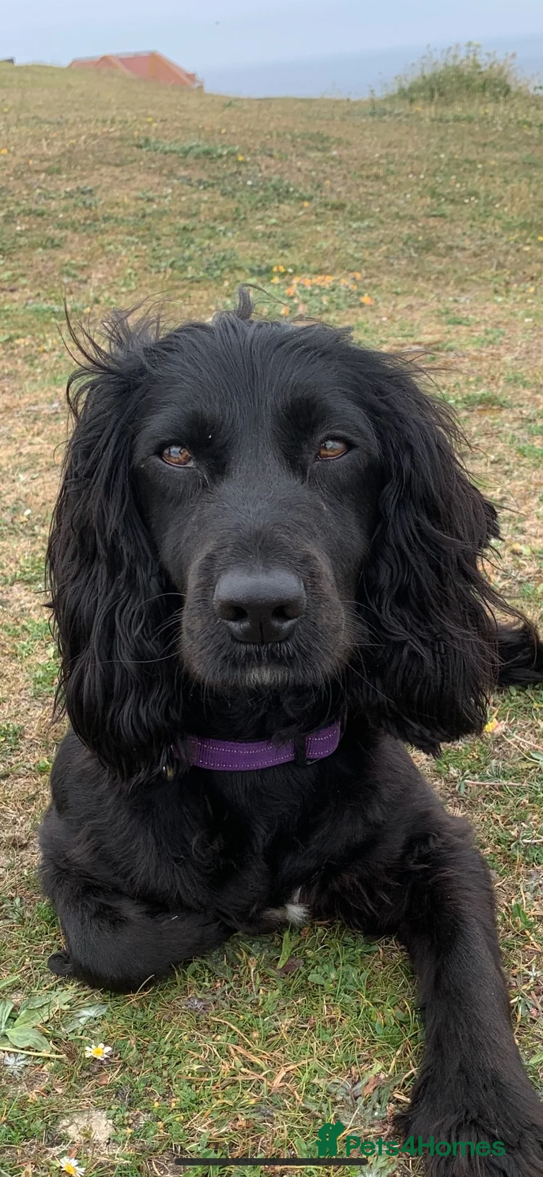 Cocker Spaniel dogs for sale: Beautiful Working Cocker Spaniel Puppies - Advert 2
