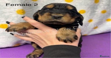 Cocker Spaniel dogs - Advert 2