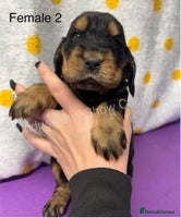 Cocker Spaniel dogs - Advert 2