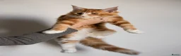 Maine Coon cats for sale: 5 Beautiful Russian Import Kittens TICA - Advert 25