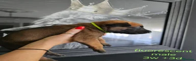 Belgian Shepherd Dog Puppy 7
