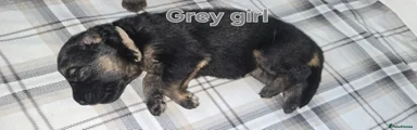 German Shepherd Puppy 2