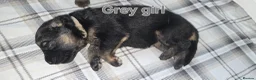 German Shepherd dogs for sale: Beautiful litter of german shepherd puppies  - Advert 6