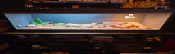 Bearded Dragon reptiles for sale: Rankin Dragon - Horsham in Horsham - Advert 3
