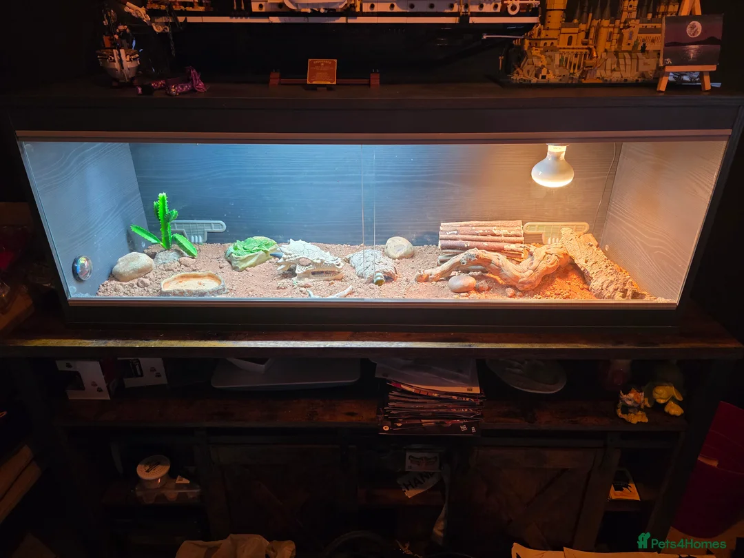 Bearded Dragon reptiles for sale: Rankin Dragon - Horsham in Horsham - Advert 3