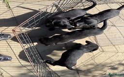 Labrador Retriever dogs for sale: Stunning black Labrador puppies  - Image 11