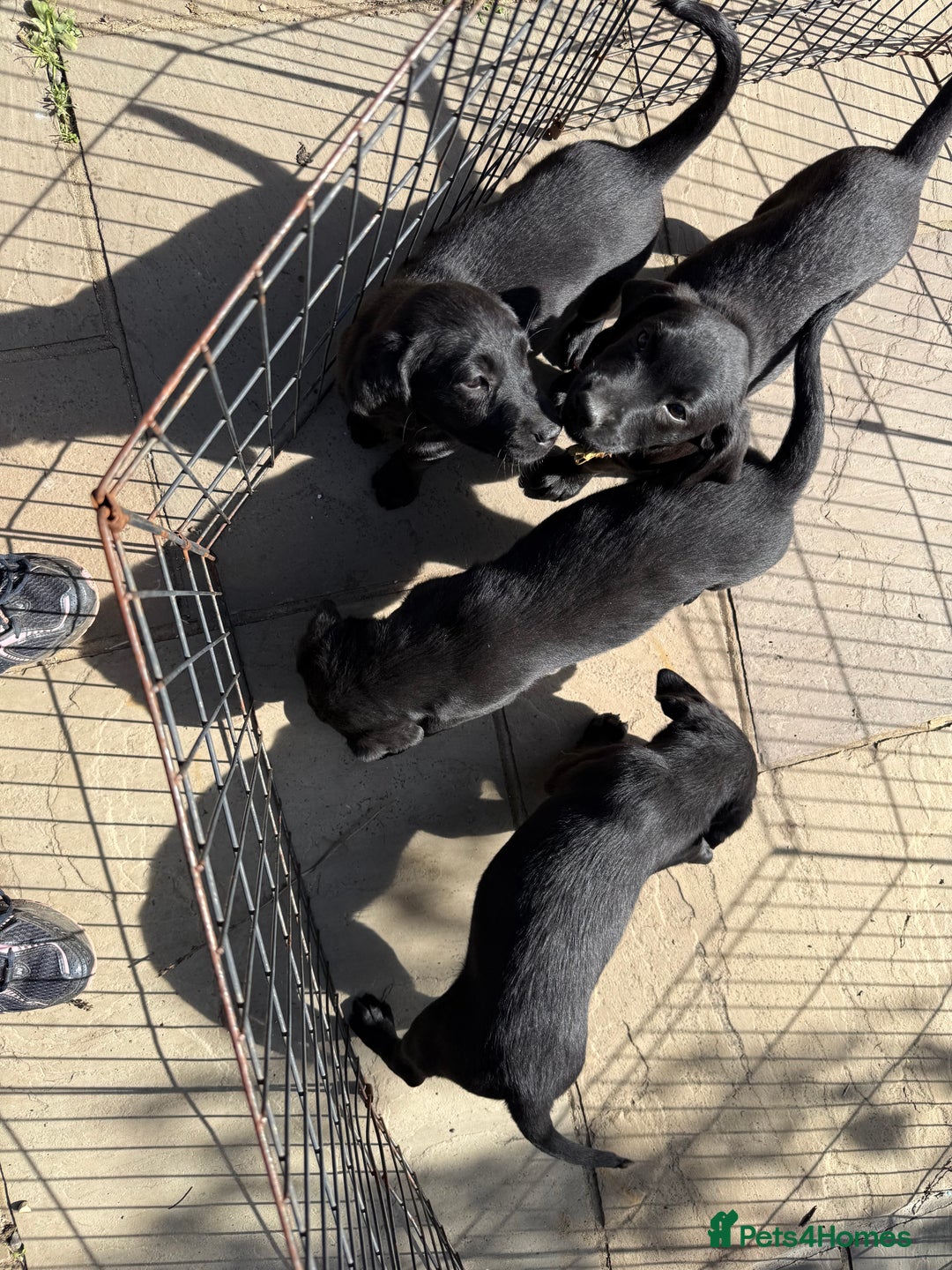 Labrador Retriever dogs for sale: Stunning black Labrador puppies  - Image 11