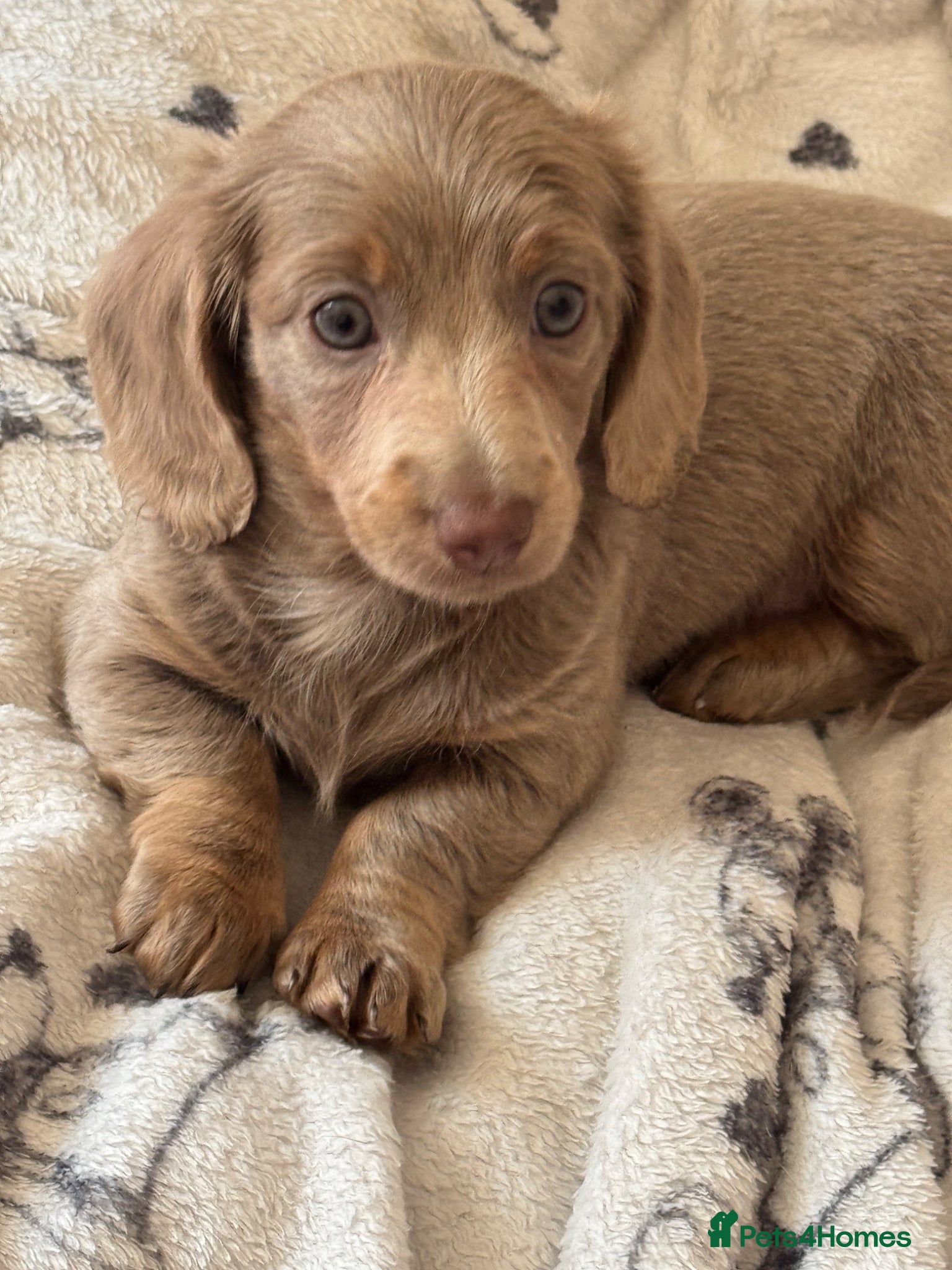 Dachshund dogs Isabella lilac long haired daschund little girl  - Advert 10