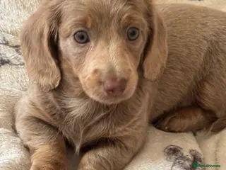 Dachshund dogs Isabella lilac long haired daschund little girl - Advert 10