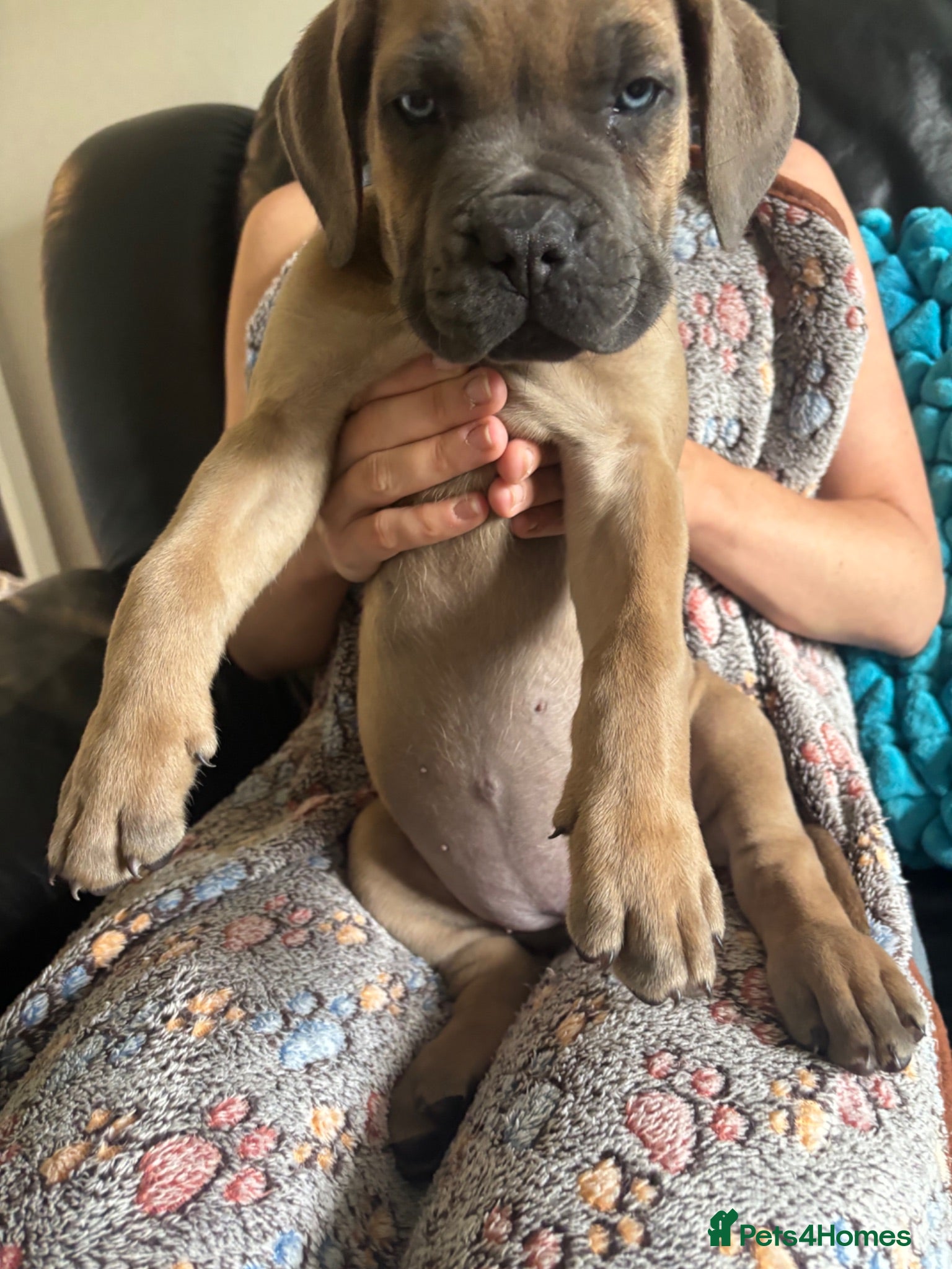 Mixed Breed dogs XLCane CorsoxBoerboel Pups Ready for Loving Homes - Advert 2