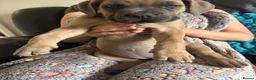 Mixed Breed dogs for sale: XLCane CorsoxBoerboel Pups Ready for Loving Homes - Advert 2