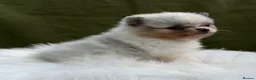 Pomeranian dogs for sale: BEAUTIFUL TEDDY FACE POMERANIAN PUPPIES KC ❤️✨ - Advert 20