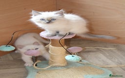 Ragdoll cats for sale: Ragdoll kittens  - Image 10