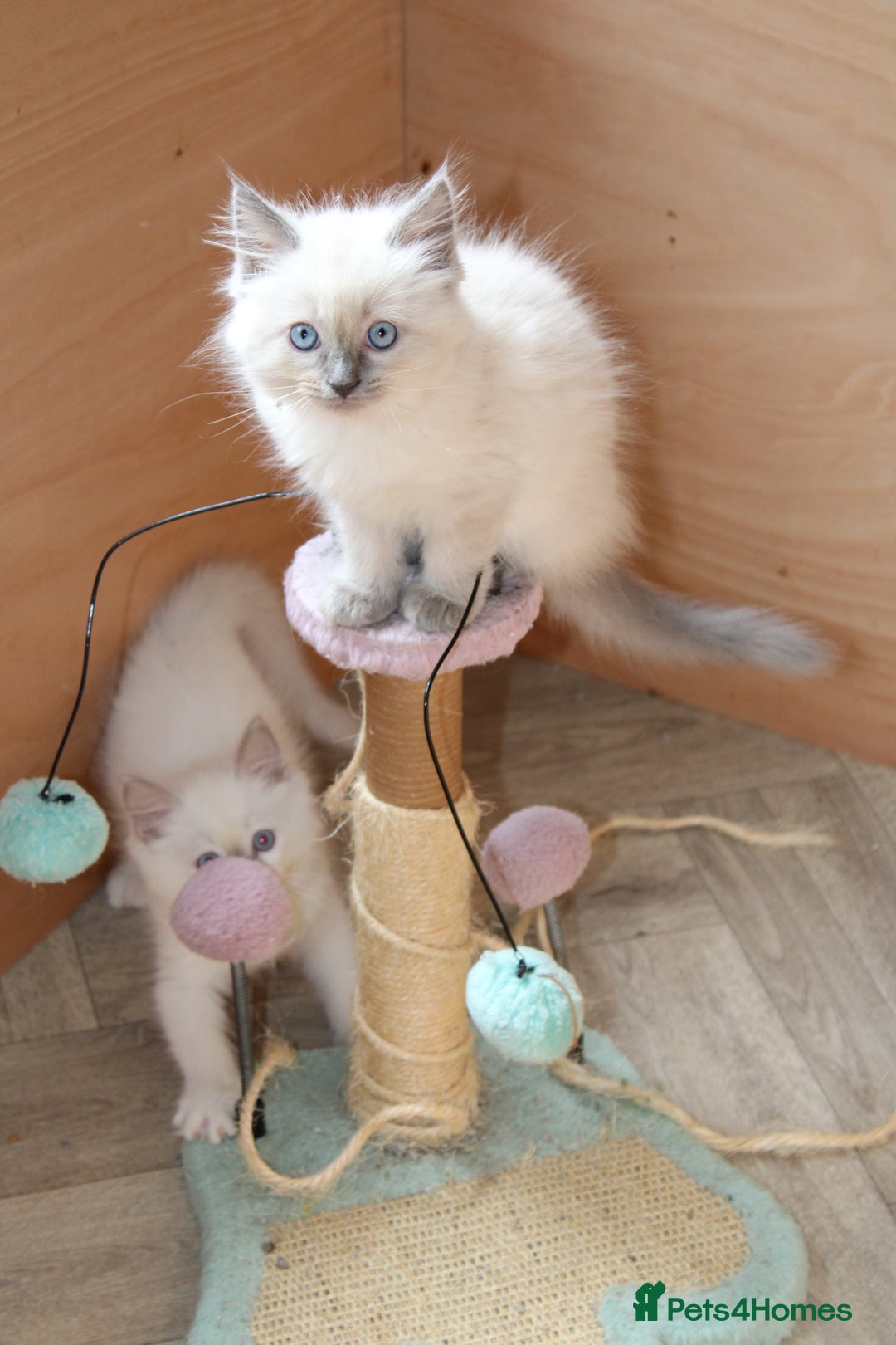 Ragdoll cats for sale: Ragdoll kittens  - Image 10