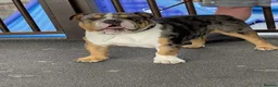 English Bulldog dogs for stud: Bruno 🏆🏆 - Advert 5