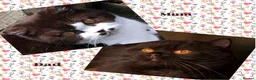 British Shorthair cats for sale: Fantastic chocolate pedigree GCCF registered kitt. - Advert 5