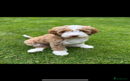 Australian Labradoodle dogs for sale: Beautiful Australian Labradoodle x pups!  - Image 1