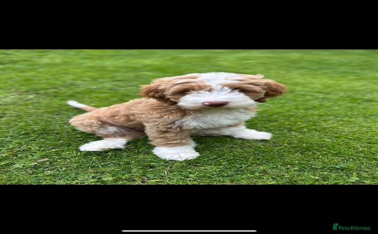 Australian Labradoodle dogs - Advert 1