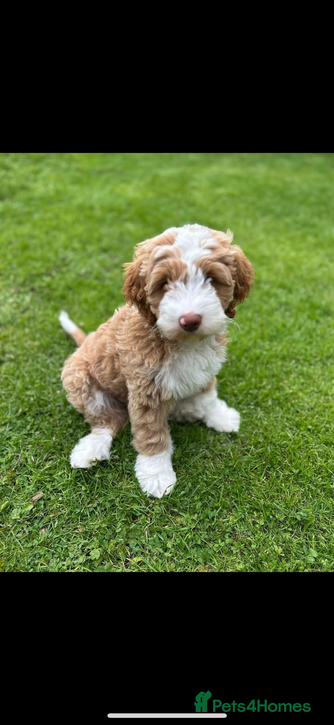 Australian Labradoodle dogs for sale: Beautiful Australian Labradoodle x pups!  - Image 1