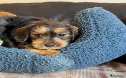 Dachshund dogs for sale: Wire haired dachshund puppies  - Advert 3