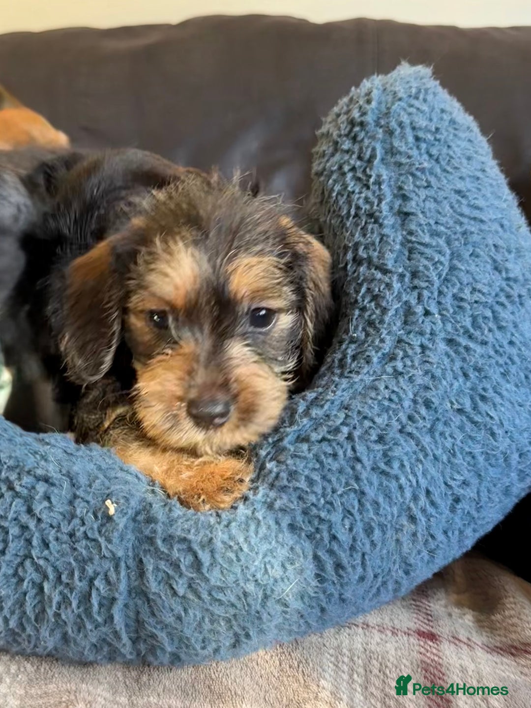 Dachshund dogs for sale: Wire haired dachshund puppies  - Advert 3