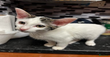 Mixed Breed cats - Advert 7