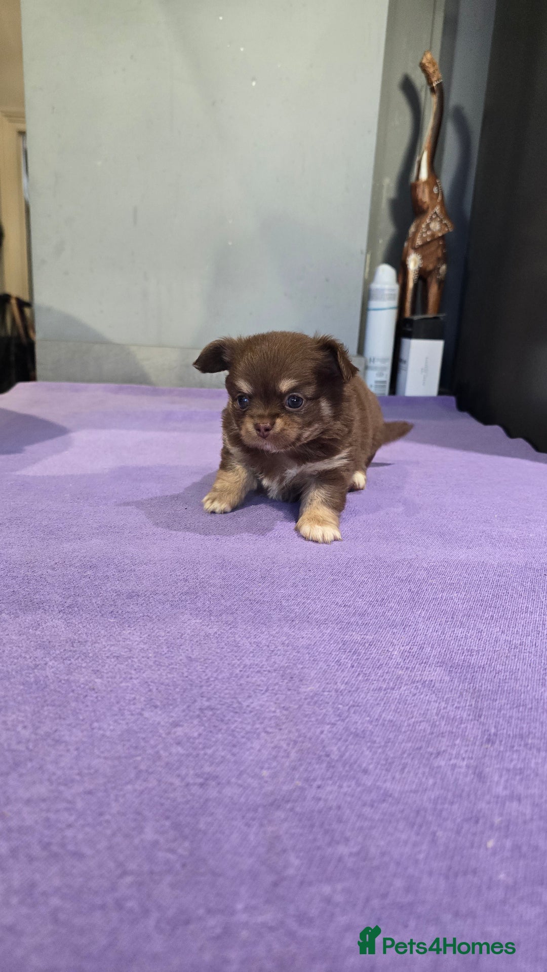 Chihuahua dogs for sale: Chihuahua puppies Russian ancestry with perfect bo - Advert 17