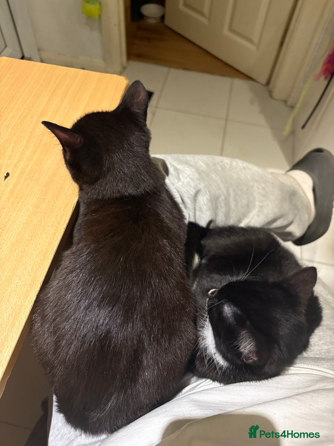American Shorthair cats for sale: Two kittens for sale - Image 8