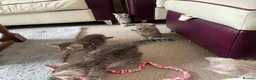British Shorthair cats for sale: British Blue Shorthair Silver Tabby kittens - Advert 4